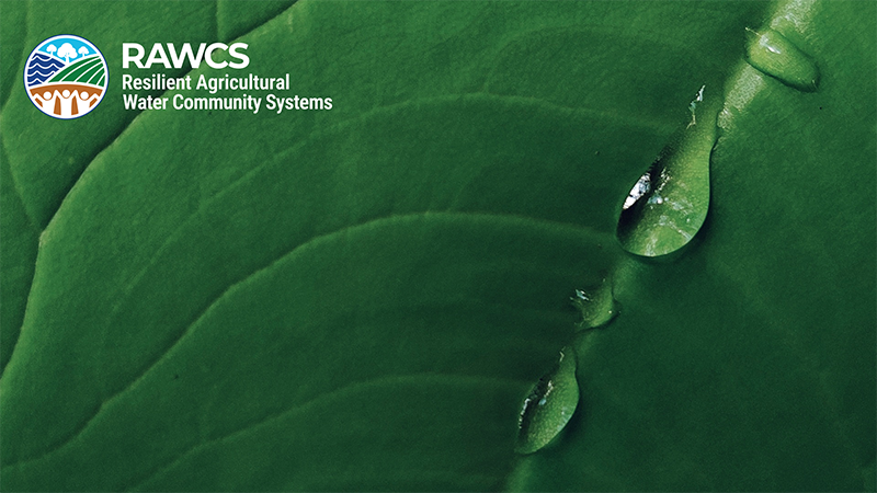 close up of dark green leaf with water droplets